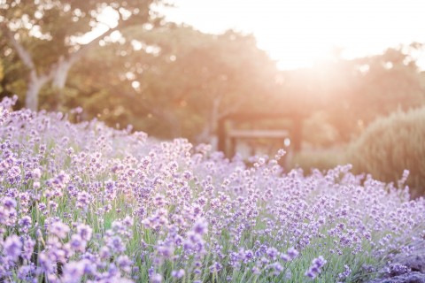 다양한 허브와 꽃을 볼 수 있는 제주 허브동산의 라벤더 축제