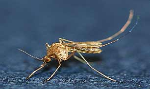 작은빨간집모기