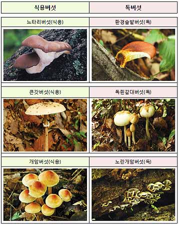 출처 국립수목원