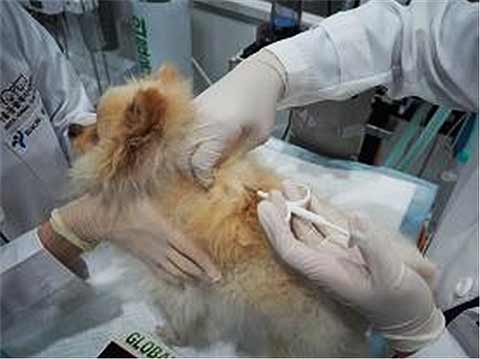 내장형 마이크로칩 시술 장면