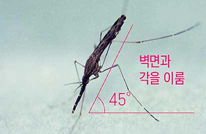 중국얼룩날개모기 암컷 성충