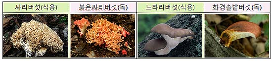출처 국립수목원