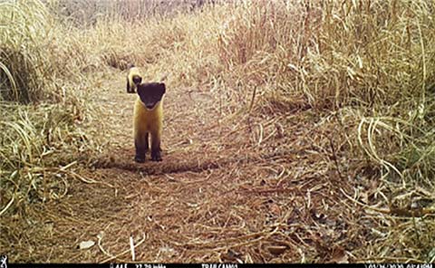 담비2020 1 26 촬영