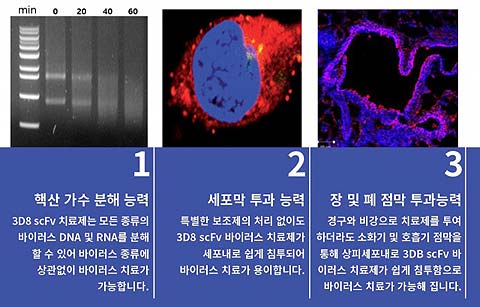 핵산가수분해 미니항체 3D8 scFv의 3가지 특징