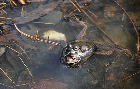 남산에서 만난 큰산개구리 