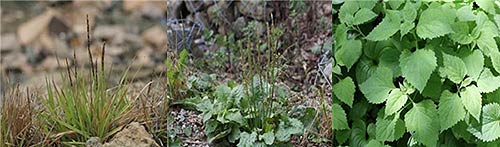 자생식물 3종좌측부터 갯잔디 질경이 파리풀