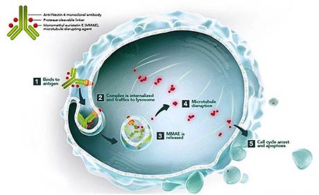 파드셉주 작용기전
