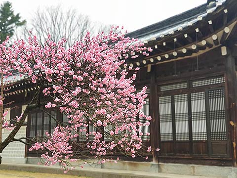  현충사 충무공 고택 앞에 핀 홍매화 