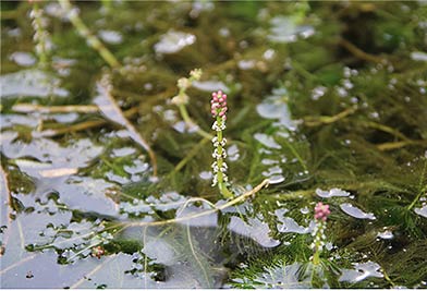 출처  1 국립낙동강생물자원관홍정기 전임연구원 2 국립생물자원관
