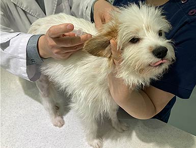 광견병 예방접종 사진