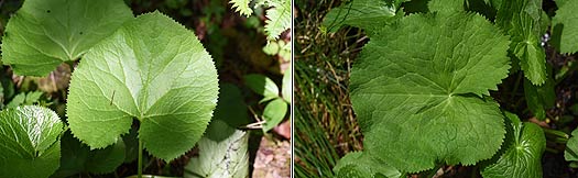 산나물 곰취잎    독초 동의나물잎