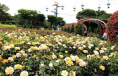 장미꽃이 피었습니다