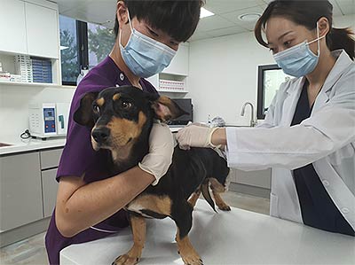 광견병 예방접종 사진