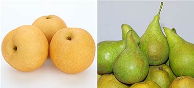 동양배왼쪽와 서양배