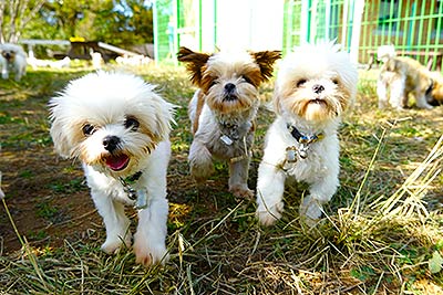보호중인 강아지