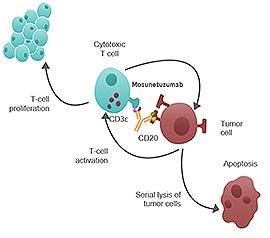 룬수미오주 작용기전