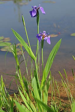  출처  국립낙동강생물자원관 출처  홍정기 전임연구원