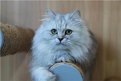  동물복지지원센터 동대문 입양 동물 엘리  암컷 5살 사람을 너무 좋아하는 개냥이임