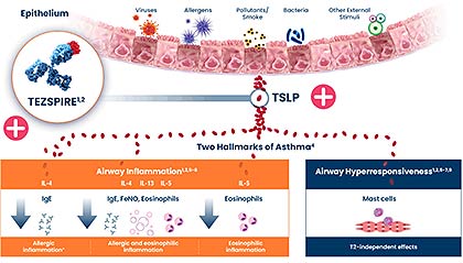 테즈파이어 작용기전