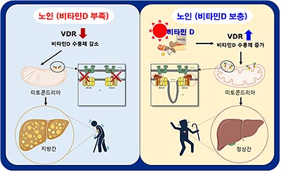 연구결과 모식도