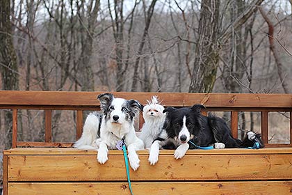 자료사진입양된가족의다른강아지들과함께한있는동주가운데