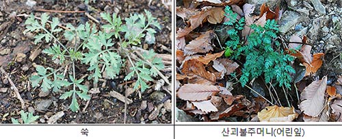 산나물    독초