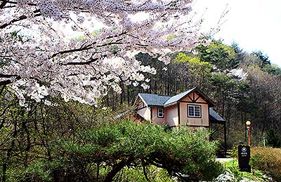 용화산자연휴양림 연립동 벚꽃