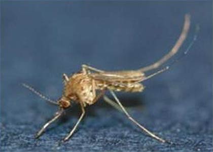 작은빨간집모기 암컷 성충