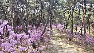  세종대왕릉 내 진달래 숲길 