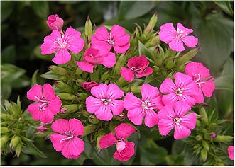 갯패랭이꽃 Dianthus japonicus Thunb