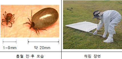  2024년도 진드기 설치류 매개 감염병 관리지침 참진드기 사진 참조질병관리청 
