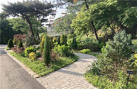 피톤치드 내뿜는 다양한 식물들