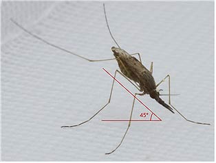 얼룩날개모기 암컷 성충 