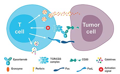 엡킨리주 작용기전