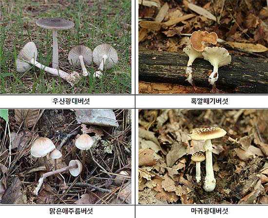 대표적인 여름철 독버섯