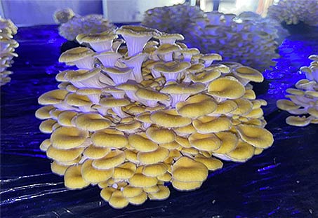 노랑느타리버섯 온누리