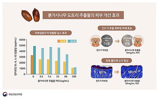 도토리 껍질 추출물로 반려동물 피부 관리한다붉가시나무