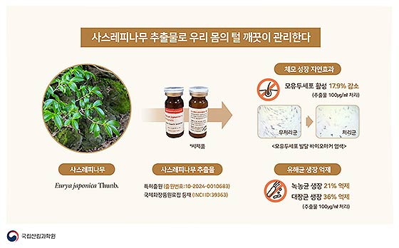 사스레피나무추출물로우리몸의털깨끗이관리한다인포그래피