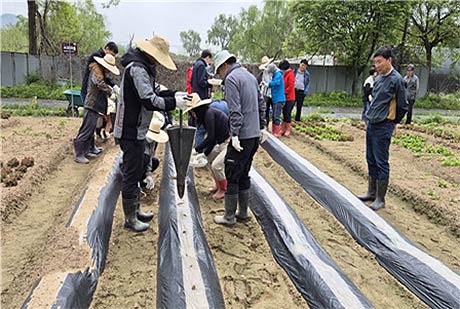 작물재배 실습감자심기