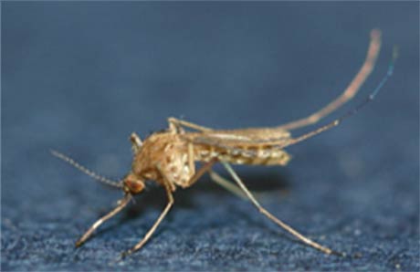 작은빨간집모기 암컷 성충