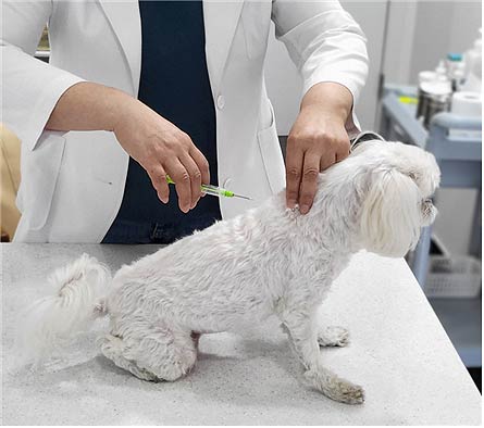 동물등록내장형 칩 시술 장면