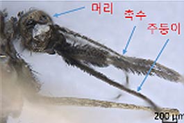 얼룩날개모기류의 머리