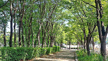 사진1대구수성구미술관로소느티나무길