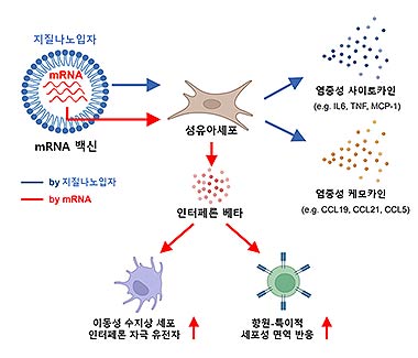 mRNA 백신의 근육접종 시 접종부위에서 백신의 구성물질인 지질나노입자에 의해 염증성 사이토카인과 케모카인들의 발현량이 증가하고 주입된 mRNA 분자에 의해 섬유아세포에서 인터페론 베타의 발현량이 증가하여 이동성 수지상 세포에서 인터페론 자극 유전자들의 활성화를 유도하고 항원 특이적 세포성 면역 반응을 향상시킴