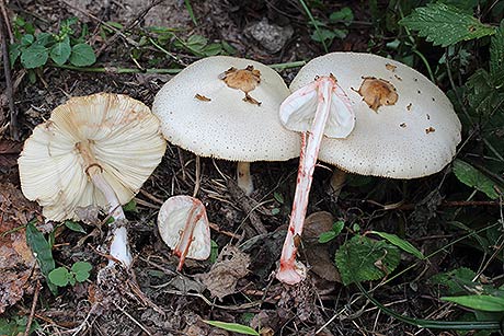 사진자료가을철독버섯주의야생버섯함부로먹지말아야