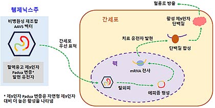 헴제닉스주 작용기전 출처  씨에스엘베링코리아유 제공