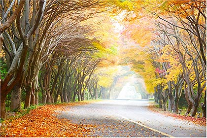 다도해해상 청산도 단풍길