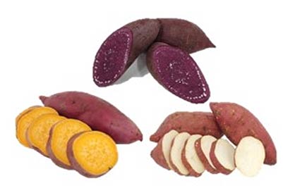 상 신자미자색고구마 좌 주황미호박고구마 우 진홍미밤고구마