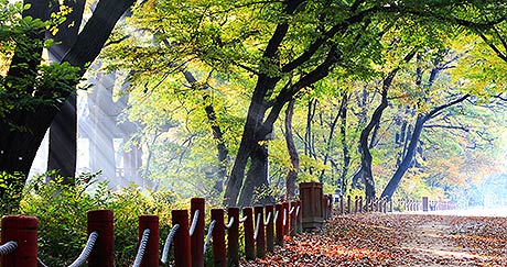 경상남도 함양 상림숲길