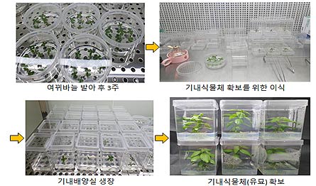  여뀌바늘 기내식물체 확보 